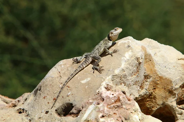 Lizard Sits Stone City Park Sea — 스톡 사진