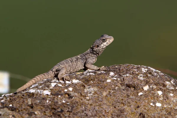 The lizard sits on a stone in a city park by the sea.
