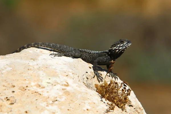 Lizard Sits Stone City Park Sea — Stockfoto