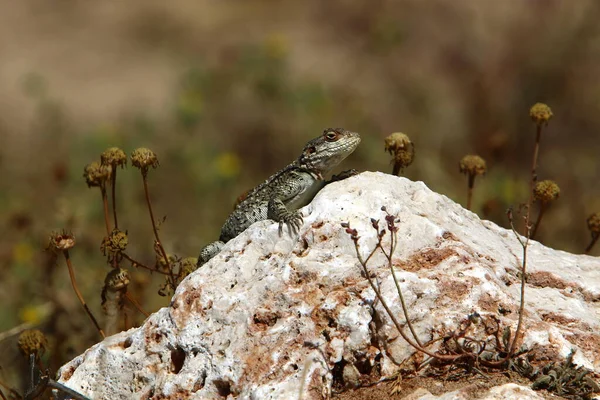 Lizard Sits Stone City Park Sea — Stockfoto