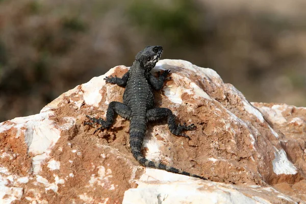 Lizard Sits Stone City Park Sea — Stok fotoğraf