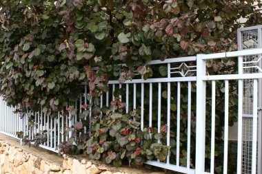 Green plants and flowers grow on a fence in a city park.