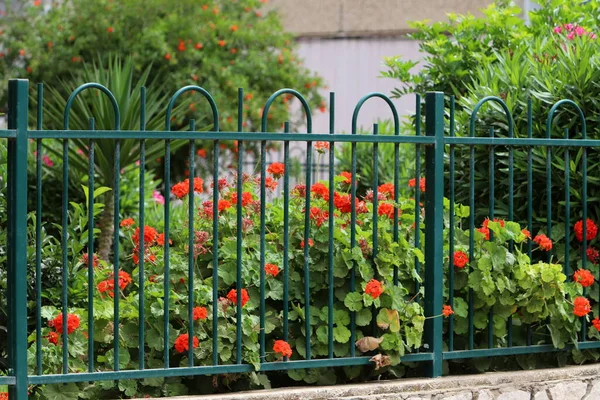 Зеленые Растения Цветы Растут Заборе Городском Парке — стоковое фото