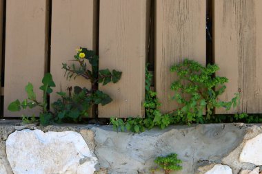 Green plants and flowers grow on a fence in a city park.