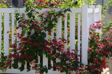 Green plants and flowers grow on a fence in a city park.