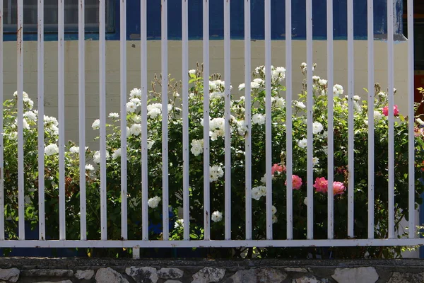 Green plants and flowers grow on a fence in a city park.