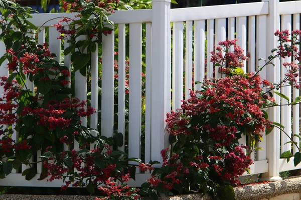 Green Plants Flowers Grow Fence City Park — Stockfoto