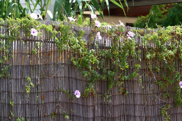 Green plants and flowers grow on a fence in a city park.