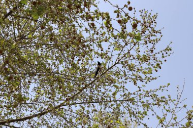 Fruits and leaves on the branches of the sycamore orientalis. 