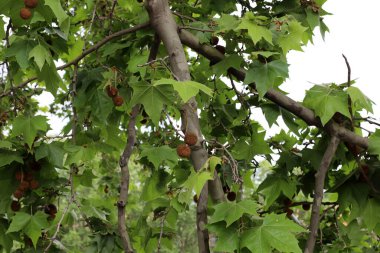 Fruits and leaves on the branches of the sycamore orientalis. 