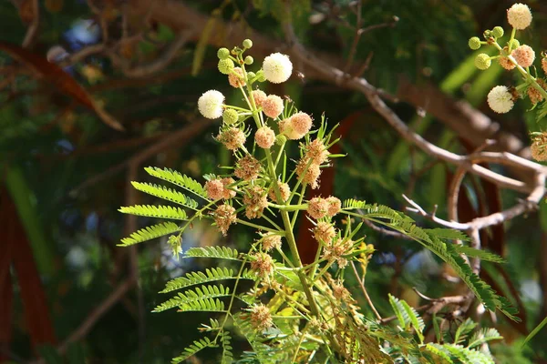 Φρούτα Και Φύλλα Στα Κλαδιά Του Sycamore Orientalis — Φωτογραφία Αρχείου