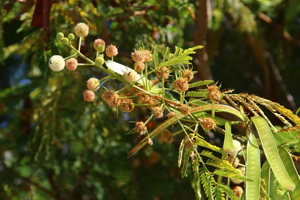 stock image Fruits and leaves on the branches of the sycamore orientalis. 