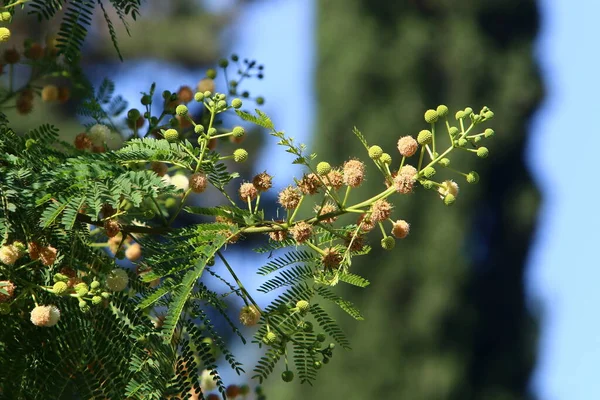 Плоды Листья Ветвях Сикомор Восточный — стоковое фото