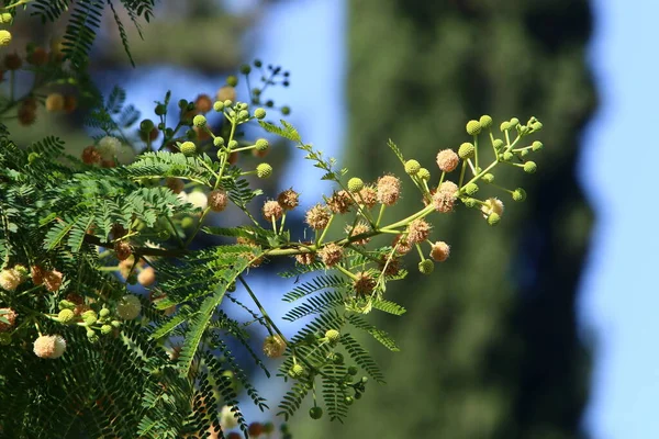 Fruits Leaves Branches Sycamore Orientalis — Foto Stock