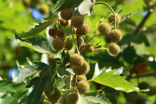 Fruits Leaves Branches Sycamore Orientalis — Stock Photo, Image