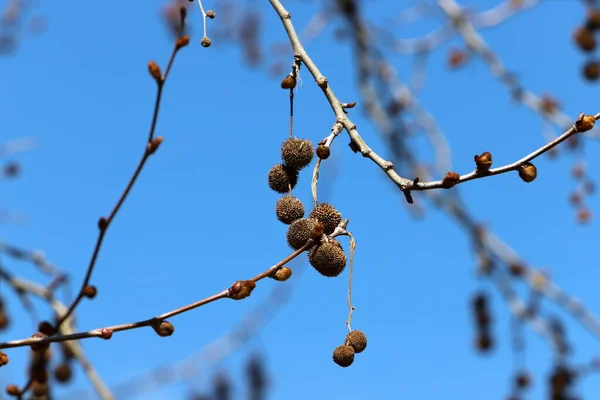 Fruits Leaves Branches Sycamore Orientalis — 스톡 사진