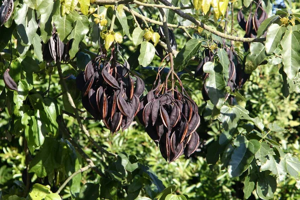 Fruits Leaves Branches Brachychiton Heterophyllous —  Fotos de Stock