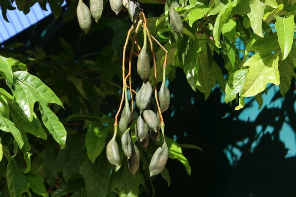Fruits Leaves Branches Brachychiton Heterophyllous — Stockfoto