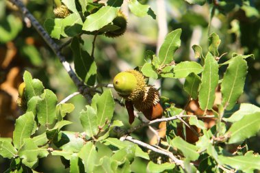 Acorns on a tree in a city park.