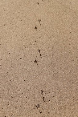 Footprints in the sand on the shores of the Mediterranean Sea.