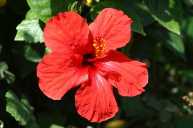 Kuzey İsrail 'deki bir şehir parkında Çin amblemi çiçek açıyor.. 