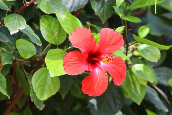 Kinesiska Hibiskusen Blommar Stadspark Norra Israel — Stockfoto