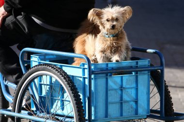 Deniz kıyısındaki bir şehirde yürüyüşe çıkmış bir köpek.. 