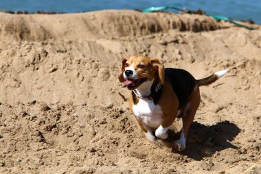 Deniz kıyısındaki bir şehirde yürüyüşe çıkmış bir köpek.. 