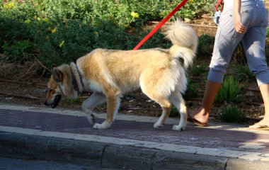 Deniz kıyısındaki bir şehirde yürüyüşe çıkmış bir köpek.. 