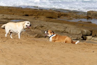 Deniz kıyısındaki bir şehirde yürüyüşe çıkmış bir köpek.. 