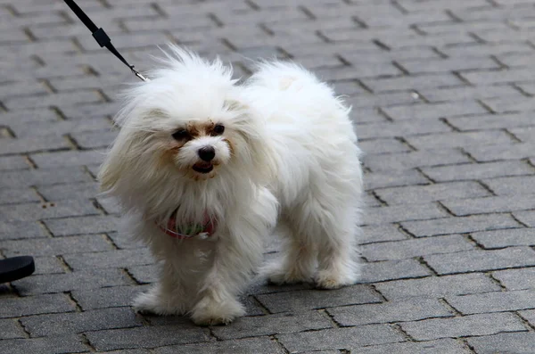 海のそばの街の男の散歩中の犬 — ストック写真