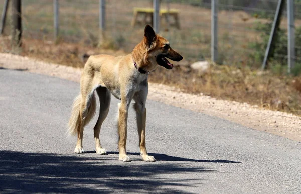 Perro Paseo Chico Ciudad Junto Mar — Foto de Stock