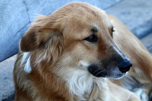 Deniz Kıyısındaki Bir Şehirde Yürüyüşe Çıkmış Bir Köpek — Stok fotoğraf