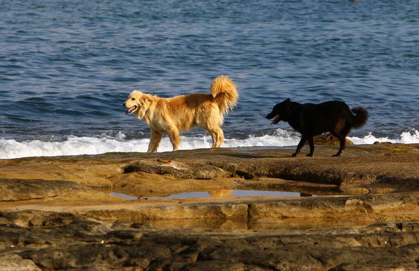 Hund Beim Spaziergang Der Stadt Meer — Stockfoto