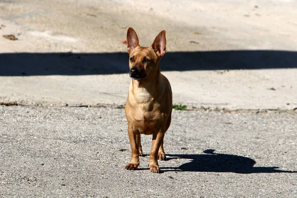 Anjing Berjalan Jalan Kota Pria Oleh Laut — Stok Foto