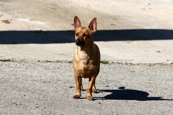 Dog Walk City Guy Sea — Stock Photo, Image