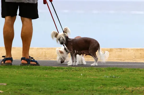 海のそばの街の男の散歩中の犬 — ストック写真