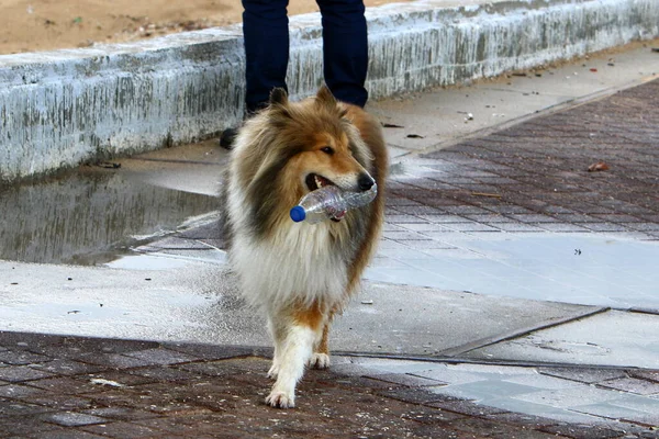 在海边的一个城市里散步的狗 — 图库照片