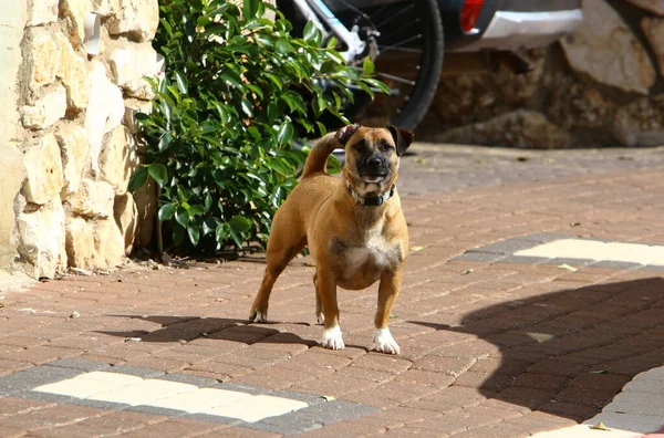 Kutya Sétál Egy Városi Fickóban Tenger Mellett — Stock Fotó
