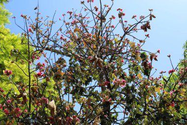 İsrail 'de bir şehir parkındaki ağaçlarda yaz çiçekleri.
