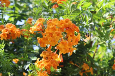 İsrail 'de bir şehir parkındaki ağaçlarda yaz çiçekleri.