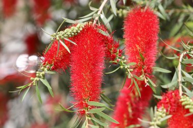 İsrail 'de bir şehir parkındaki ağaçlarda yaz çiçekleri.