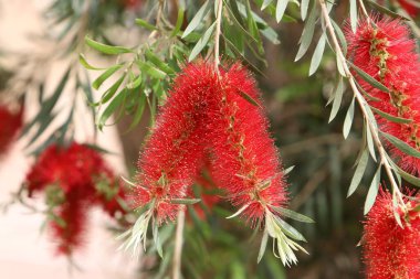 İsrail 'de bir şehir parkındaki ağaçlarda yaz çiçekleri.