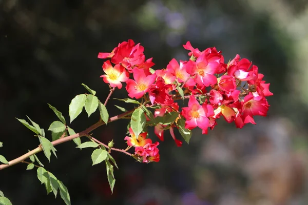 Summer Flowers Trees City Park Israel — Stock Photo, Image