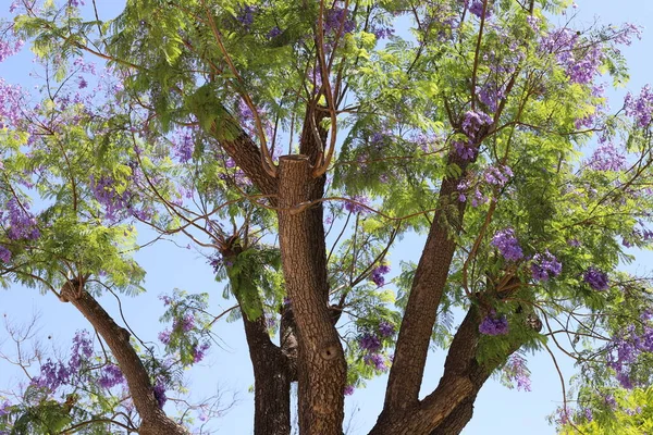 Flores Verão Árvores Parque Cidade Israel — Fotografia de Stock