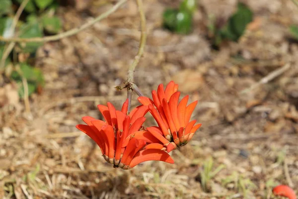 Fleurs Été Sur Les Arbres Dans Parc Urbain Israël — Photo