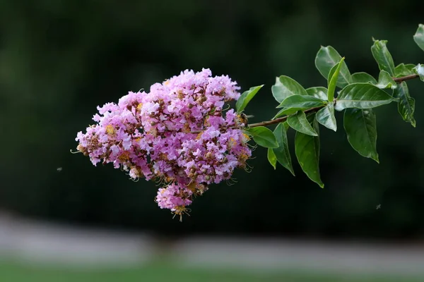 Letnie Kwiaty Drzewach Parku Miejskim Izraelu — Zdjęcie stockowe