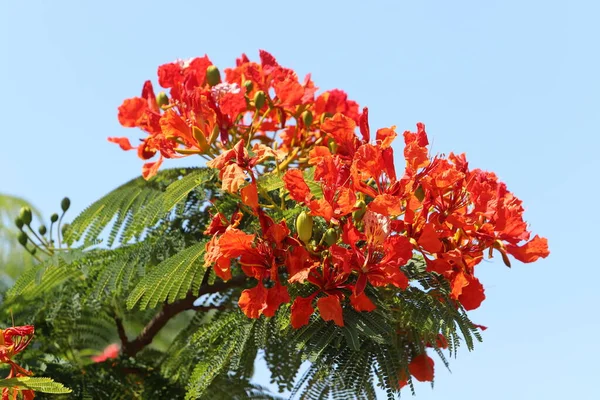 Fleurs Été Sur Les Arbres Dans Parc Urbain Israël — Photo