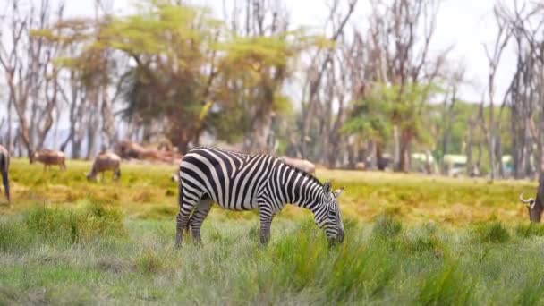 3,485 Zebra animal Videos, Royalty-free Stock Zebra animal Footage | Depositphotos 3,485 Zebra animal Videos, Royalty-free Stock Zebra animal Footage | Depositphotos