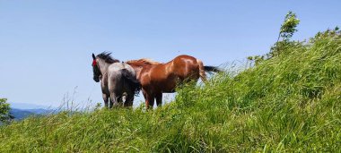 Dağlarda güzel bir at